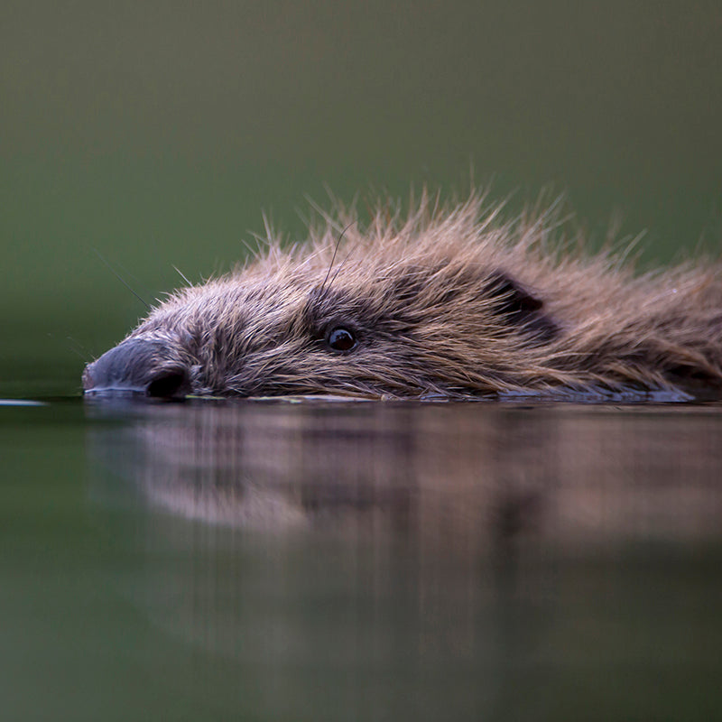 We’re Rewilding with Rewilding Britain!