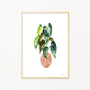 Image of illustrated spotted begonia plant print in frame